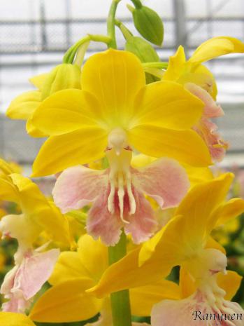 エビネ 蘭裕園 Ranyuen