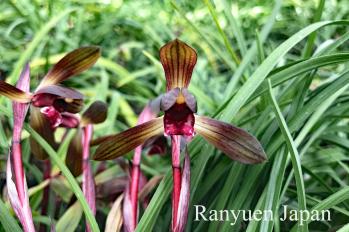 春蘭 蘭裕園 Ranyuen