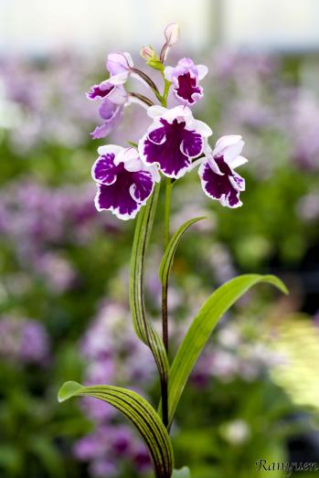 アワチドリ・夢ちどり 蘭裕園 Ranyuen