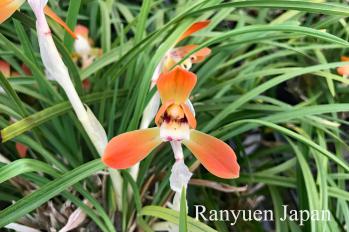 春蘭 蘭裕園 Ranyuen