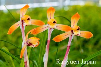 春蘭 蘭裕園 Ranyuen