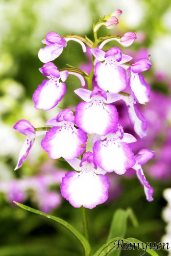 アワチドリ・夢ちどり 蘭裕園 Ranyuen