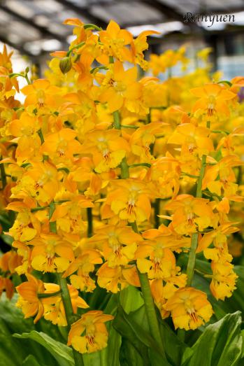 エビネ 蘭裕園 Ranyuen