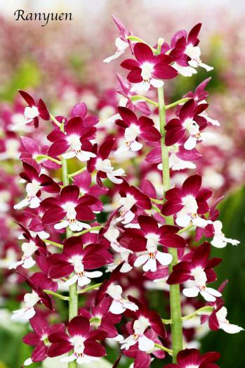 エビネ 蘭裕園 Ranyuen