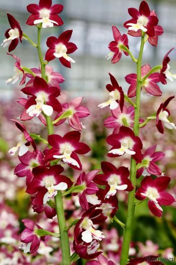 エビネ 蘭裕園 Ranyuen