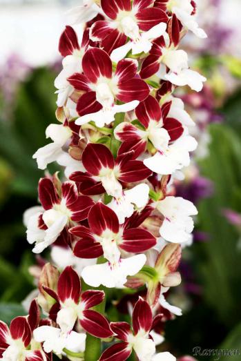 エビネ 蘭裕園 Ranyuen