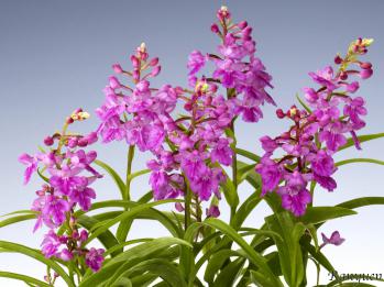 アワチドリ・夢ちどり 蘭裕園 Ranyuen