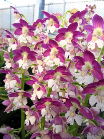 エビネ 蘭裕園 Ranyuen