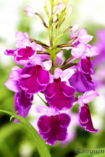 アワチドリ・夢ちどり 蘭裕園 Ranyuen