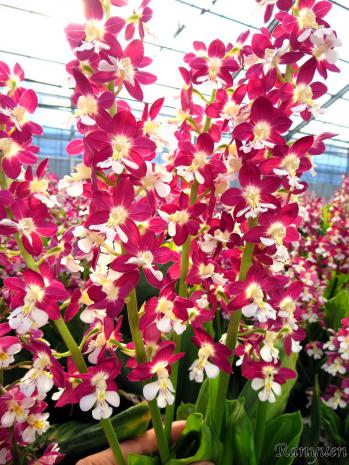 エビネ 蘭裕園 Ranyuen