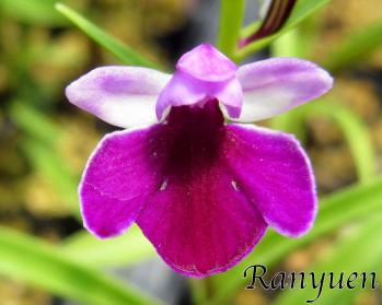 アワチドリ・夢ちどり 蘭裕園 Ranyuen