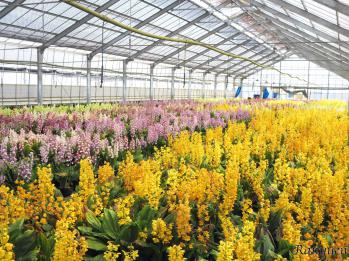 エビネ 蘭裕園 Ranyuen