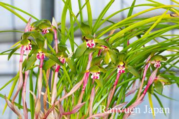 春蘭 蘭裕園 Ranyuen