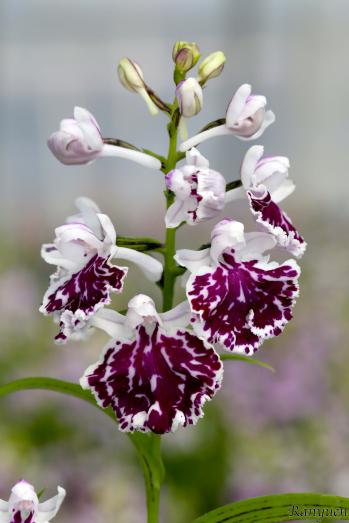 アワチドリ・夢ちどり 蘭裕園 Ranyuen