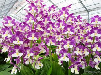 エビネ 蘭裕園 Ranyuen