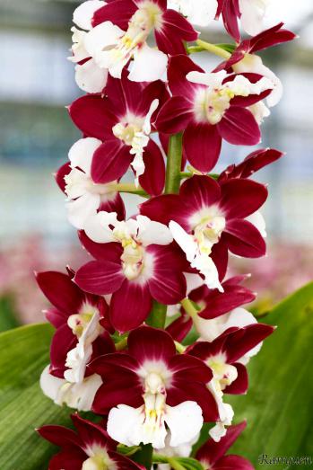 エビネ 蘭裕園 Ranyuen