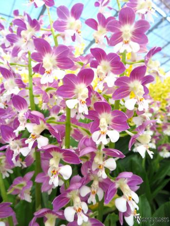 エビネ 蘭裕園 Ranyuen