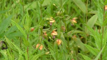 カキラン 蘭裕園 Ranyuen