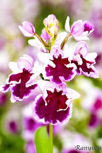 アワチドリ・夢ちどり 蘭裕園 Ranyuen