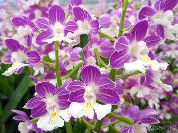 エビネ 蘭裕園 Ranyuen