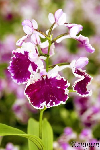 アワチドリ・夢ちどり 蘭裕園 Ranyuen