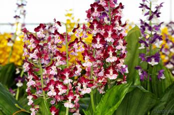 エビネ 蘭裕園 Ranyuen