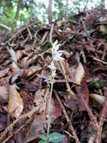 ミヤマウズラ 蘭裕園 Ranyuen