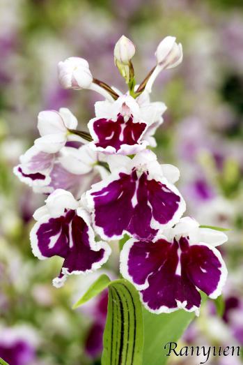 アワチドリ・夢ちどり 蘭裕園 Ranyuen