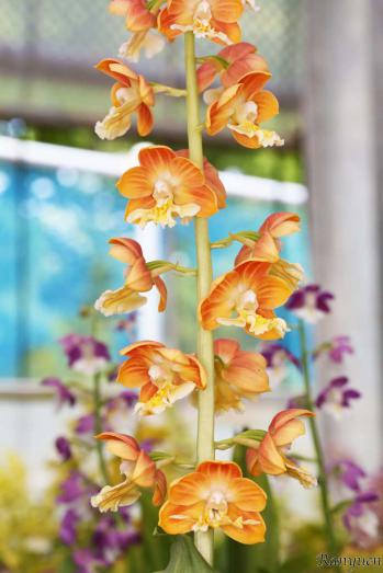 エビネ 蘭裕園 Ranyuen