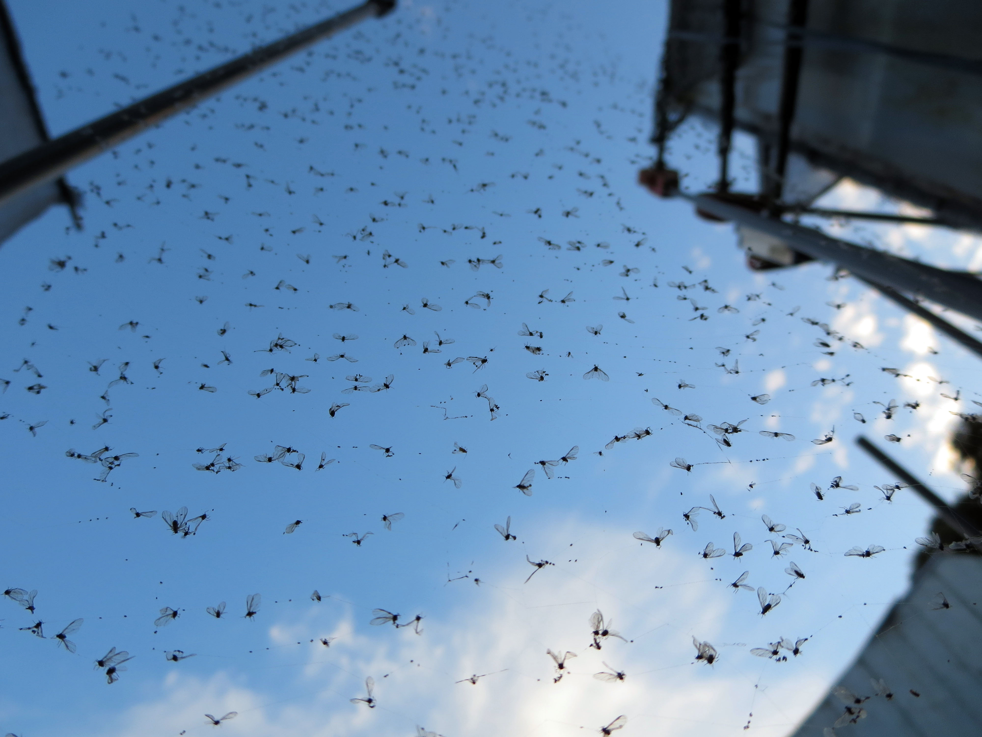 1日に500匹を超えるアブラムシを捕らえた蜘蛛の巣
