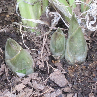 マイナス10℃の低温で凍りつき、褐色に傷んだ冬至芽 (エビネ, Calanthe) - Ranyuen