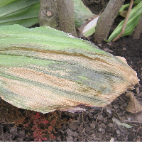 寒風により傷んだ葉 (エビネ, Calanthe) - Ranyuen