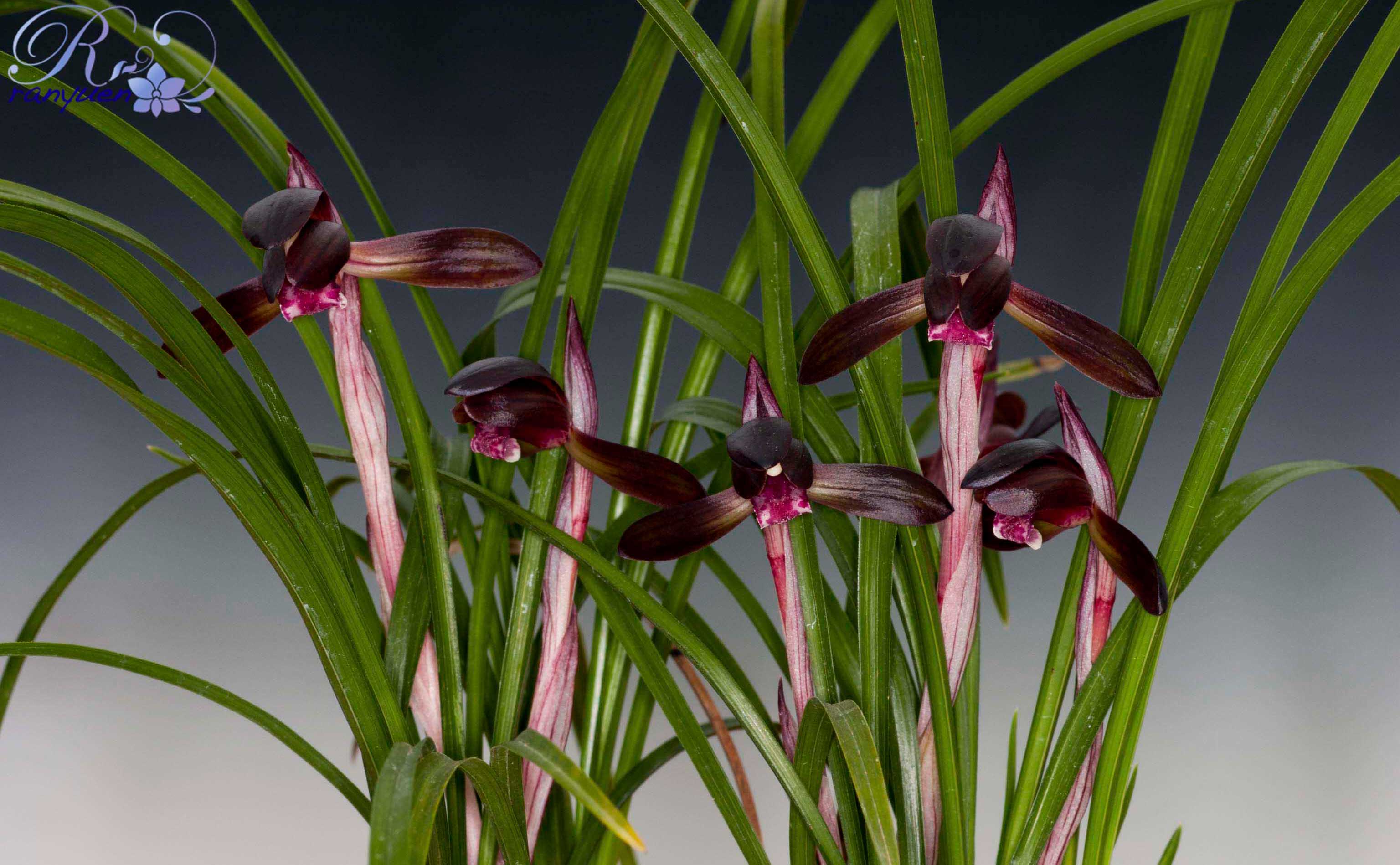 Cymbidium goeringii